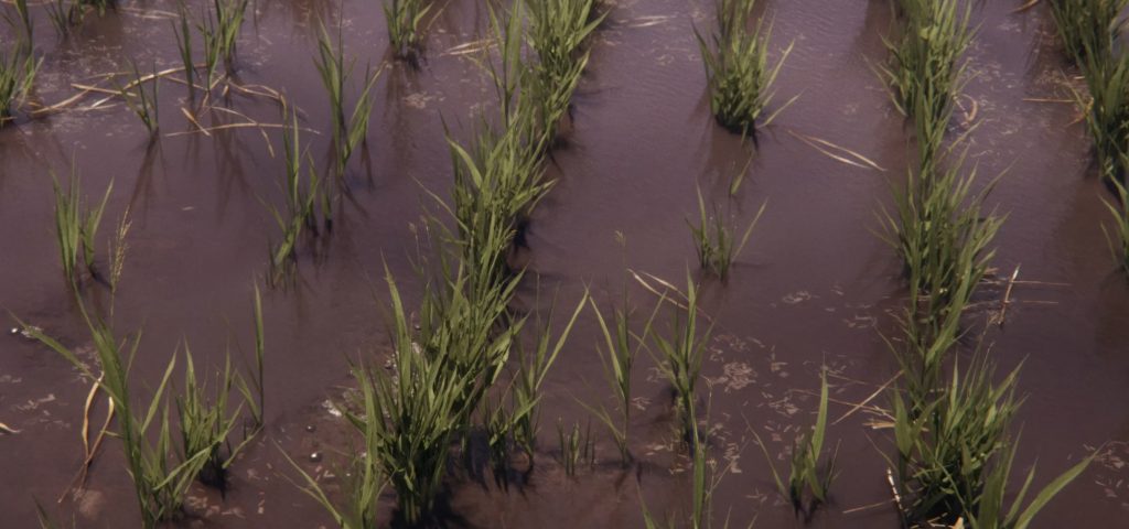 Rice and Spinach crops in Farming Simulator 25 